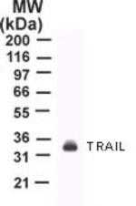 TRAIL Antibody in Western Blot (WB)