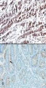 HTRA2 Antibody in Immunohistochemistry (Paraffin) (IHC (P))