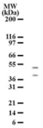 HTRA2 Antibody in Western Blot (WB)