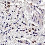 PGRP-S Antibody in Immunohistochemistry (Paraffin) (IHC (P))