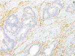 TEM8 Antibody in Immunohistochemistry (Paraffin) (IHC (P))