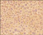 IL-25 Antibody in Immunohistochemistry (Paraffin) (IHC (P))