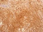 Bi-1 Antibody in Immunohistochemistry (Paraffin) (IHC (P))