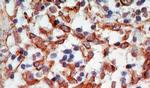 CD254 (RANK Ligand) Antibody in Immunohistochemistry (Paraffin) (IHC (P))