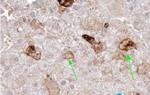 CD254 (RANK Ligand) Antibody in Immunohistochemistry (Paraffin) (IHC (P))