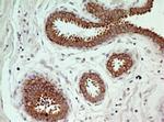 pro-Caspase 3 Antibody in Immunohistochemistry (Paraffin) (IHC (P))