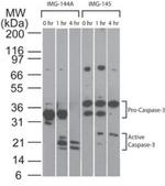 pro-Caspase 3 Antibody in Western Blot (WB)