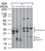 pro-Caspase 3 Antibody