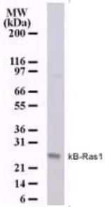 KappaB ras1 Antibody in Western Blot (WB)