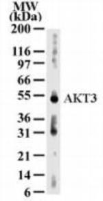 AKT3 Antibody in Western Blot (WB)