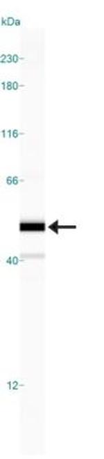 Caspase 8 Antibody in Western Blot (WB)