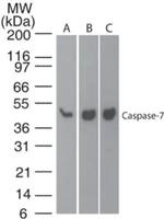 Caspase 7 Antibody in Western Blot (WB)