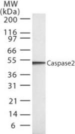 Caspase 2 Antibody in Western Blot (WB)