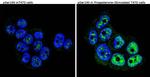 Phospho-Progesterone Receptor (Ser190) Antibody in Immunocytochemistry (ICC/IF)