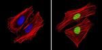 APE1 Antibody in Immunocytochemistry (ICC/IF)