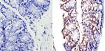 APE1 Antibody in Immunohistochemistry (Paraffin) (IHC (P))