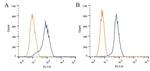 CIP2A Antibody in Flow Cytometry (Flow)