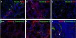 CD56 Antibody in Immunocytochemistry (ICC/IF)