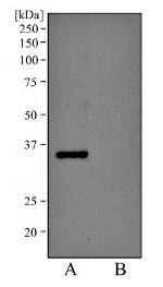 EpCAM Antibody in Western Blot (WB)