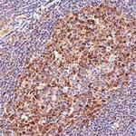 LMO2 Antibody in Immunohistochemistry (Paraffin) (IHC (P))