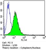 AHR Antibody in Flow Cytometry (Flow)