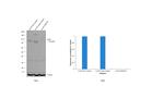 AHR Antibody in Western Blot (WB)