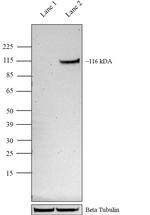 HIF-1 alpha Antibody