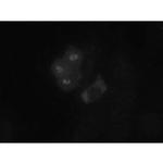 Bub1 Antibody in Immunocytochemistry (ICC/IF)