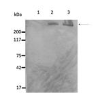 Nestin Antibody in Western Blot (WB)