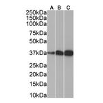 SMN1/SMN2 Antibody in Western Blot (WB)