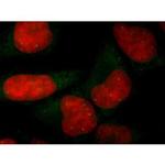 SMN1/SMN2 Antibody in Immunocytochemistry (ICC/IF)