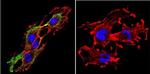 Prolactin Receptor Antibody in Immunocytochemistry (ICC/IF)