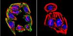 Prolactin Receptor Antibody in Immunocytochemistry (ICC/IF)