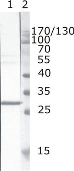 HIV1 nef Antibody in Western Blot (WB)