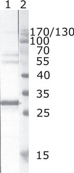 HIV1 nef Antibody in Western Blot (WB)