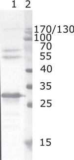 HIV1 nef Antibody in Western Blot (WB)