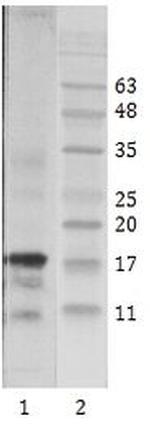 HIV1 Tat Antibody in Western Blot (WB)