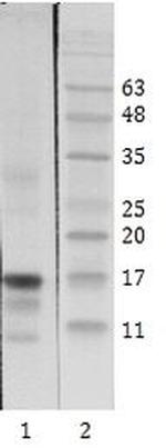 HIV1 Tat Antibody in Western Blot (WB)