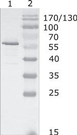 HIV1 p24 Antibody in Western Blot (WB)