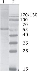 HIV1 p24 Antibody in Western Blot (WB)