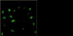 Bovine Papilloma Virus Type 1 E2 Antibody in Immunocytochemistry (ICC/IF)