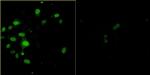 Bovine Papilloma Virus Type 1 E2 Antibody in Immunocytochemistry (ICC/IF)