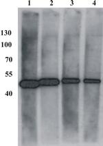 Bovine Papilloma Virus Type 1 E2 Antibody in Western Blot (WB)