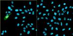 Bovine Papilloma Virus Type 1 E2 Antibody in Immunocytochemistry (ICC/IF)