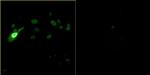 Bovine Papilloma Virus Type 1 E2 Antibody in Immunocytochemistry (ICC/IF)