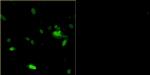 Bovine Papilloma Virus Type 1 E2 Antibody in Immunocytochemistry (ICC/IF)