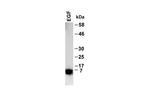 EGF Antibody in Western Blot (WB)