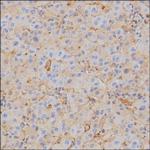 Human Serum Albumin Antibody in Immunohistochemistry (Paraffin) (IHC (P))