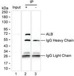 Human Serum Albumin Antibody in Immunoprecipitation (IP)