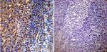 Actin Antibody in Immunohistochemistry (Paraffin) (IHC (P))